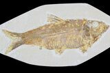 Detailed, Knightia Fossil Fish - Wyoming #85402-1